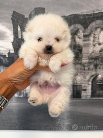 Volpino di Pomerania maschi