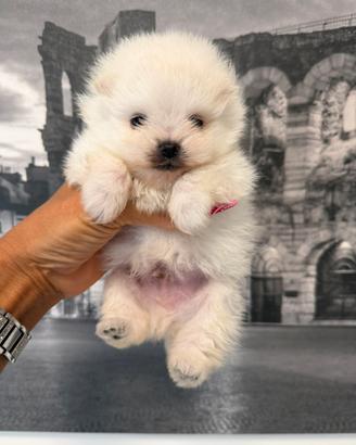 Volpino di Pomerania maschi