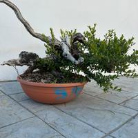 Bonsai Mirto (venduto)