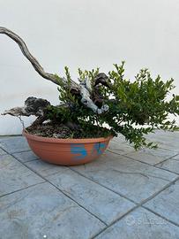 Bonsai Mirto (venduto)