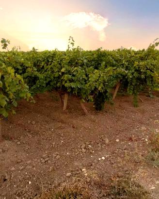 Terreno agricolo Puglia