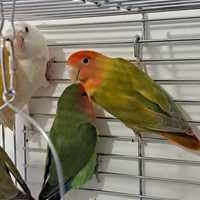Inseparabili