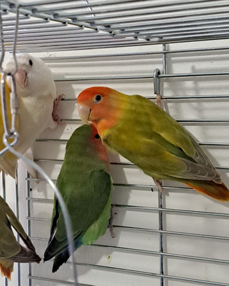 Inseparabili