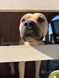 Amstaff 3 anni
