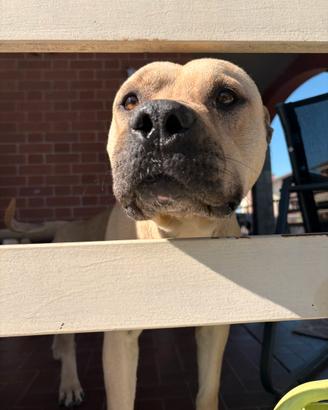 Amstaff 3 anni