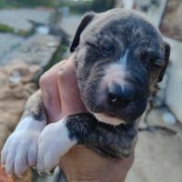 Cuccioli di pitbull