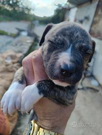 Cuccioli di pitbull