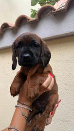 Cuccioli di segugio bavarese