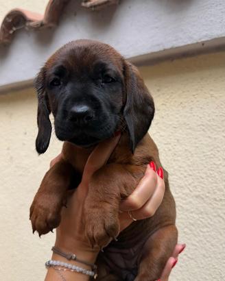 Cuccioli di segugio bavarese