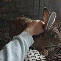 Coniglie nostrane femmine