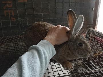 Coniglie nostrane femmine