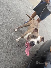 Argo Amstaff 9 mesi