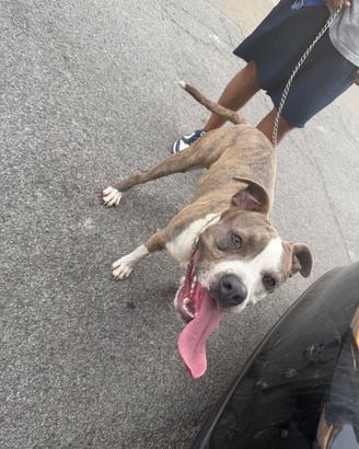 Argo Amstaff 9 mesi