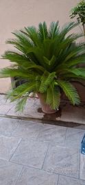 3 piante cycas