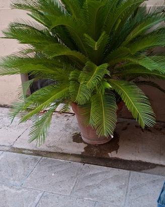 3 piante cycas