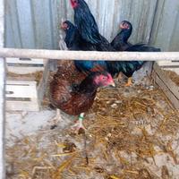 Animali uccelli galline combatte indiane