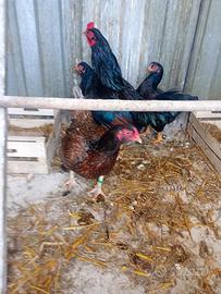 Animali uccelli galline combatte indiane
