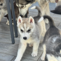 Siberian husky cuccioli