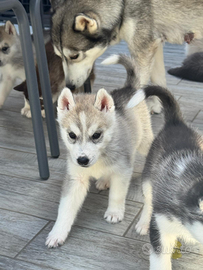 Siberian husky cuccioli