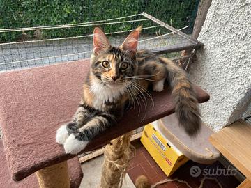 Cucciola di MaineCoon pedigree anfi