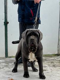 Mastino napoletano