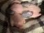 Immagine 2
