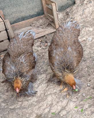 Brahma polli giganti