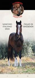 Puledri italiano