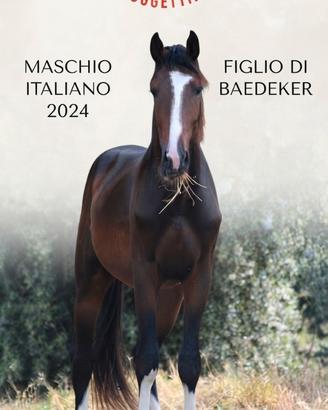 Puledri italiano