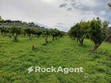 TERRENO PRODUTTIVO E COLVATO DI CIRCA 35.000 MQ'