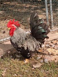 Gallo Chabo Nagasaki picchiettato mottled aprile26