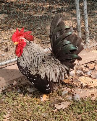 Gallo Chabo Nagasaki picchiettato mottled aprile26