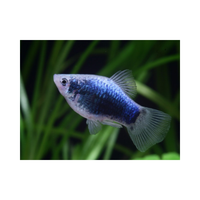 Platy blu