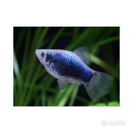 Platy blu