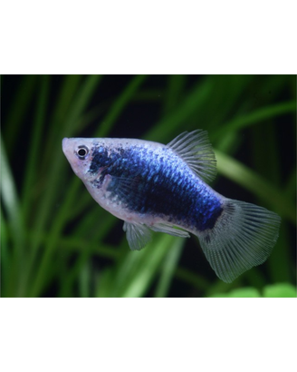 Platy blu