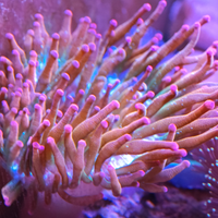 Acquario marino anemone