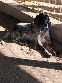 Femmina setter
