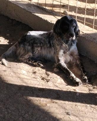 Femmina setter