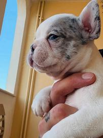 Bulldog francese femmina di due mesi