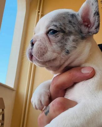 Bulldog francese femmina di due mesi