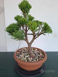 Bonsai Cupressus Wilma scultoreo e profumato