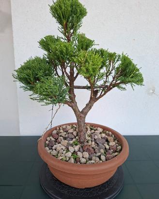 Bonsai Cupressus Wilma scultoreo e profumato