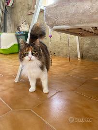 Pupetta gatta 2 anni