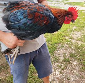 Gallo Marans