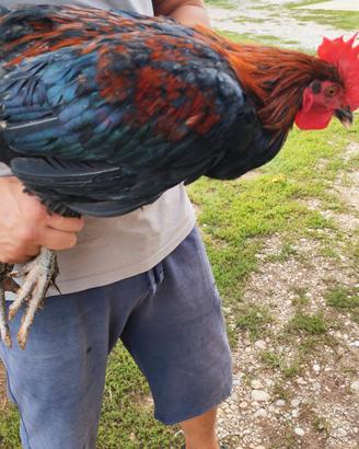 Gallo Marans