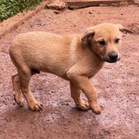 Tristan, in adozione gratuita