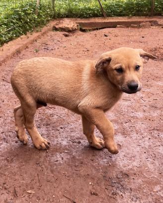 Tristan, in adozione gratuita