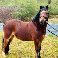 Splendido pony e finimenti