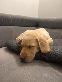 Cucciolo di Labrador