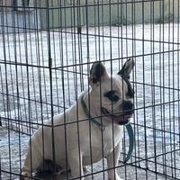 Bull dog francese